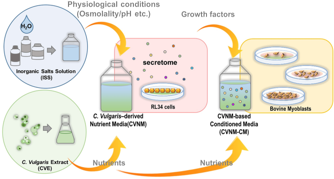 Development of serum-free and grain-derived-nutrient-free medium using  microalga-derived nutrients and mammalian cell-secreted growth factors for  sustainable cultured meat production | Scientific Reports