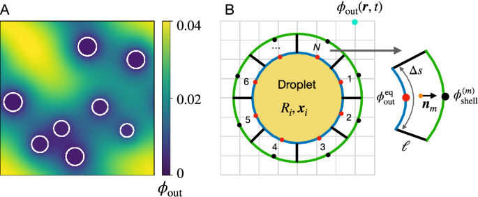 Effective simulations of interacting active droplets