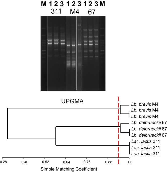Screening of lactic acid bacteria strains isolated from iranian traditional dairy products for gaba production and optimization by response surface methodology