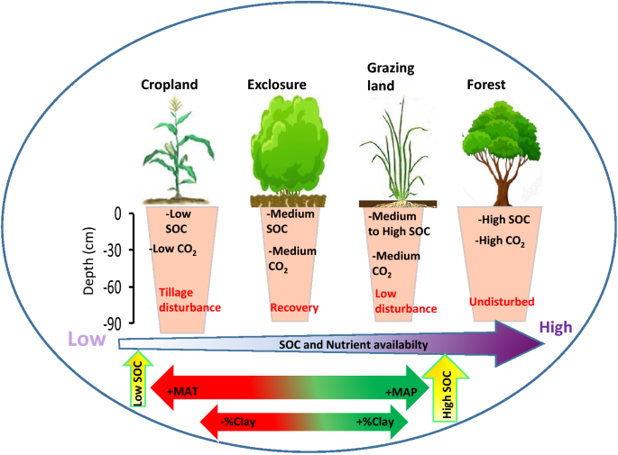 The mean differences in SOC content (g kg −1 ) in the topsoil
