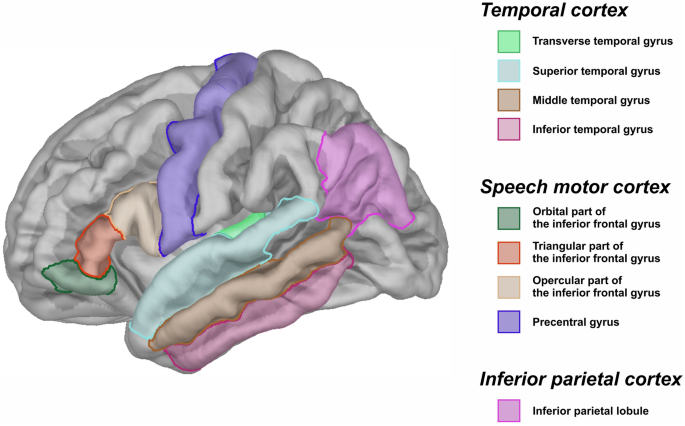 Structural brain abnormalities and their association with language 