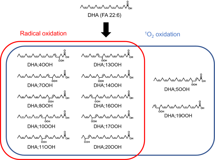 dihexa stability oxidation Analysis of docosahexaenoic acid hydroperoxide isomers in mackerel using liquid chromatography–mass spectrometry top_30