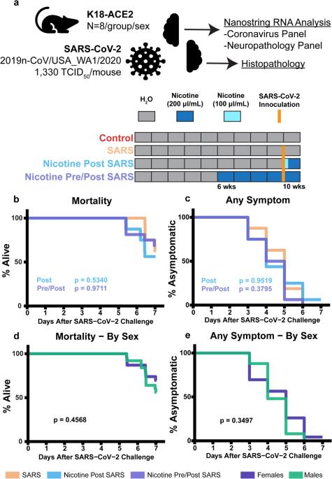 Nicotine exposure decreases likelihood of SARS-CoV-2 RNA expression and neuropathology in the hACE2 mouse brain but not moribundity