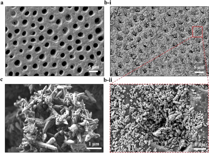 Three-dimensional visualization of dentine occlusion based on fib-sem tomography
