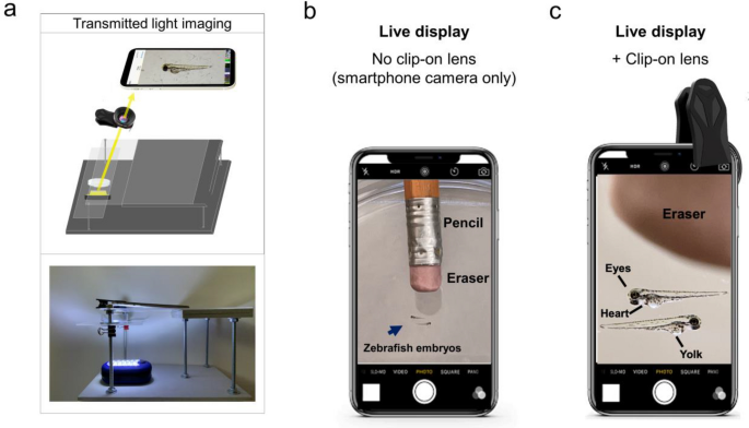 A low-cost smartphone fluorescence microscope for research, life science  education, and STEM outreach | Scientific Reports