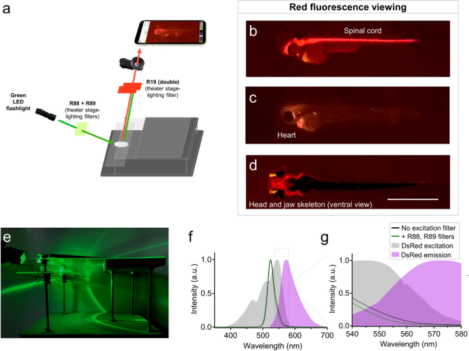 Low-cost smartphone fluorescence microscope developed