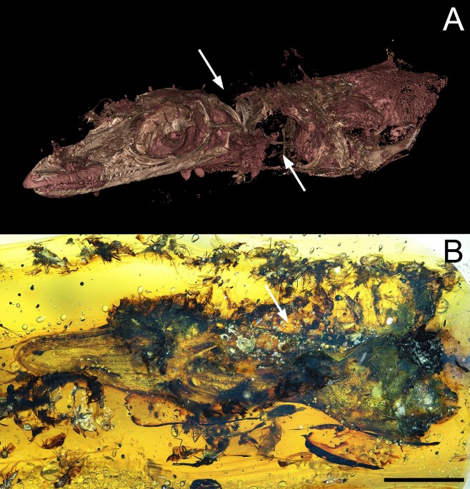 A tiny dinosaur trapped in amber turned out to be a 'really weird animal'  instead
