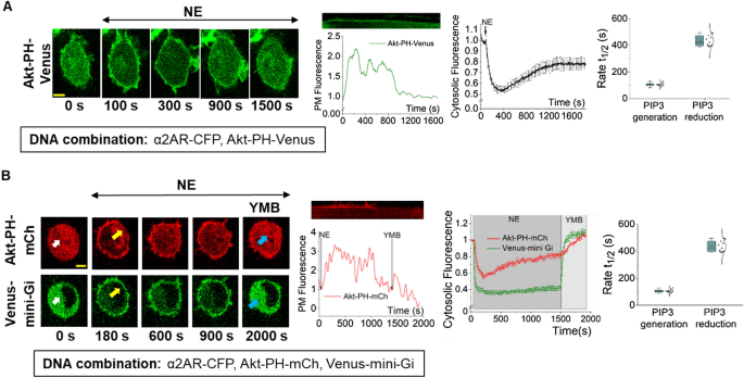 https://media.springernature.com/m685/springer-static/image/art%3A10.1038%2Fs41598-023-29639-0/MediaObjects/41598_2023_29639_Fig1_HTML.png