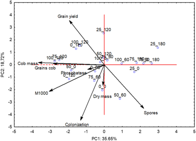 Effect of mycorrhizae on phosphate fertilization efficiency and maize ...