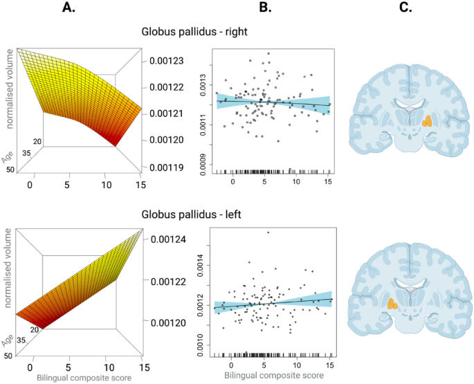 The Contribution of Bilingualism to Cognitive Functioning and Regional  Brain Volume in Normal and Abnormal Aging, Bilingualism: Language and  Cognition