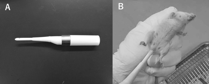 Successful induction of pseudopregnancy using sonic vibration in mice | Scientific Reports Successful induction of pseudopregnancy using sonic vibration in mice | Scientific Reports