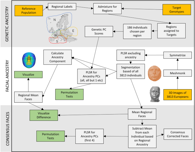 Exploring regional aspects of 3D facial variation within European 