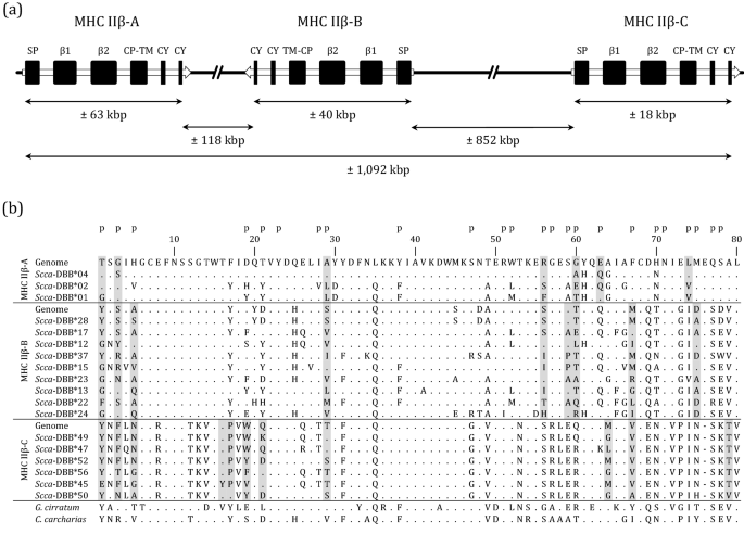 Extensive MHC class IIβ diversity across multiple loci in the small ... - Nature.com