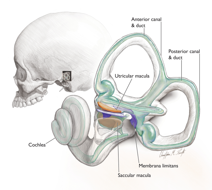 left human ear