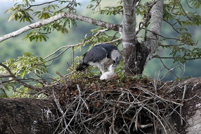 Dying of curiosity: Why people shoot harpy eagles