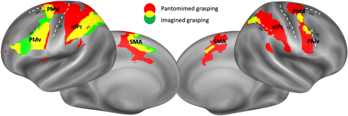 Interhemispheric interplay between the left and right premotor