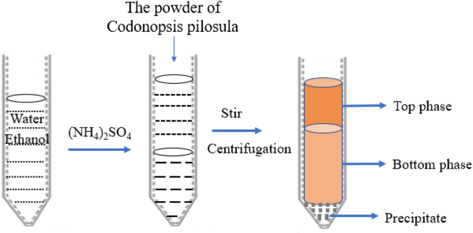 Extraction, structural characterization, and biological activities of a new glucan from codonopsis pilosula