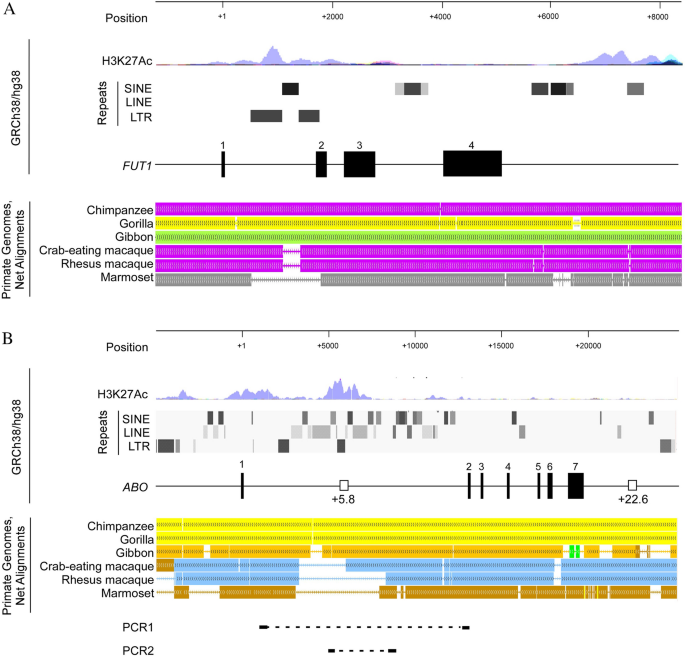Emergence of an erythroid cell-specific regulatory region in ABO ... - Nature.com