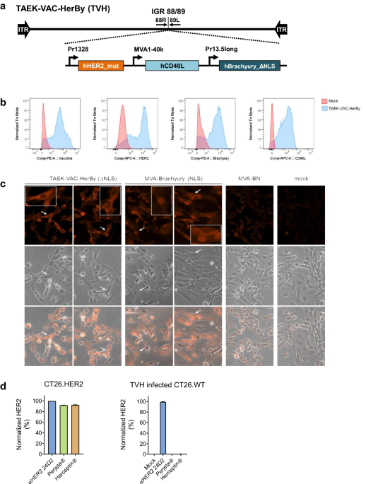 Preclinical development of a first-in-class vaccine encoding HER2 ... - Nature.com