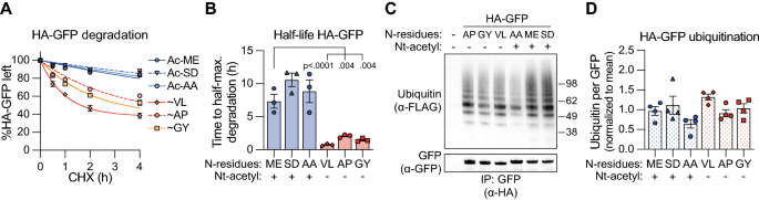 PDF) N-terminal acetylation shields proteins from degradation and promotes  age-dependent motility and longevity