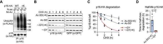 PDF) N-terminal acetylation shields proteins from degradation and promotes  age-dependent motility and longevity