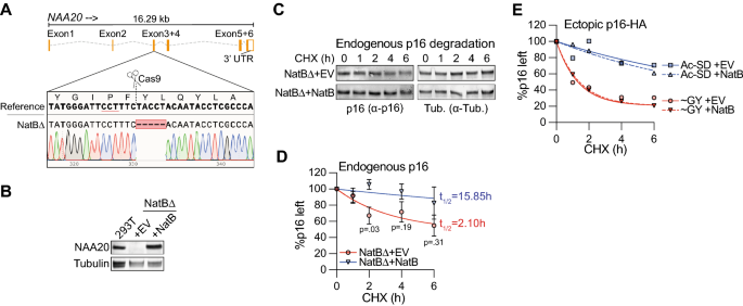 PDF) N-terminal acetylation shields proteins from degradation and promotes  age-dependent motility and longevity