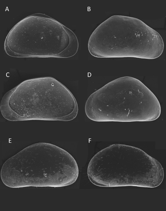 A new extremophile ostracod crustacean from the Movile Cave ... - Nature.com