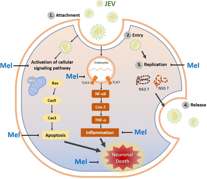 Antiviral effect of melatonin on Japanese encephalitis virus infection  involves inhibition of neuronal apoptosis and neuroinflammation in SH-SY5Y  cells | Scientific Reports