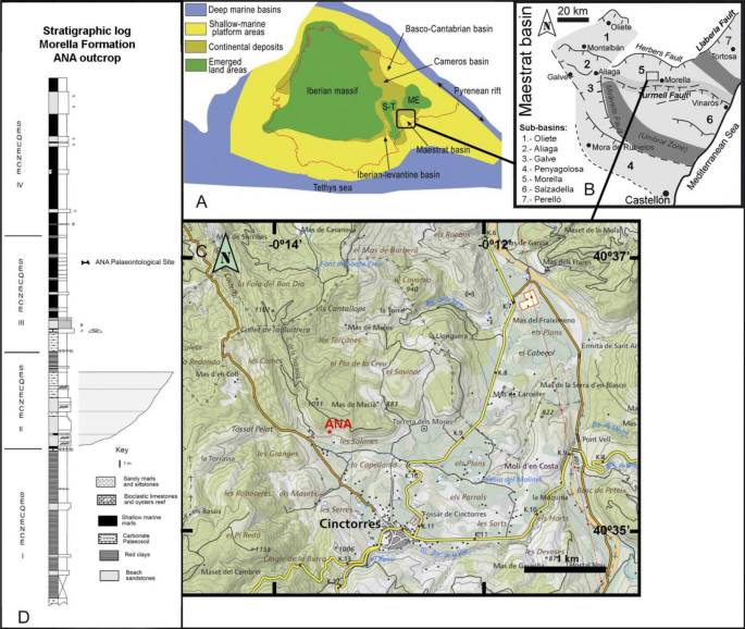 A new spinosaurid dinosaur species from the Early Cretaceous of Cinctorres (Spain)