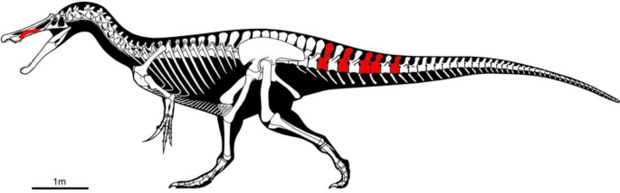 A new spinosaurid dinosaur species from the Early Cretaceous of Cinctorres  (Spain)