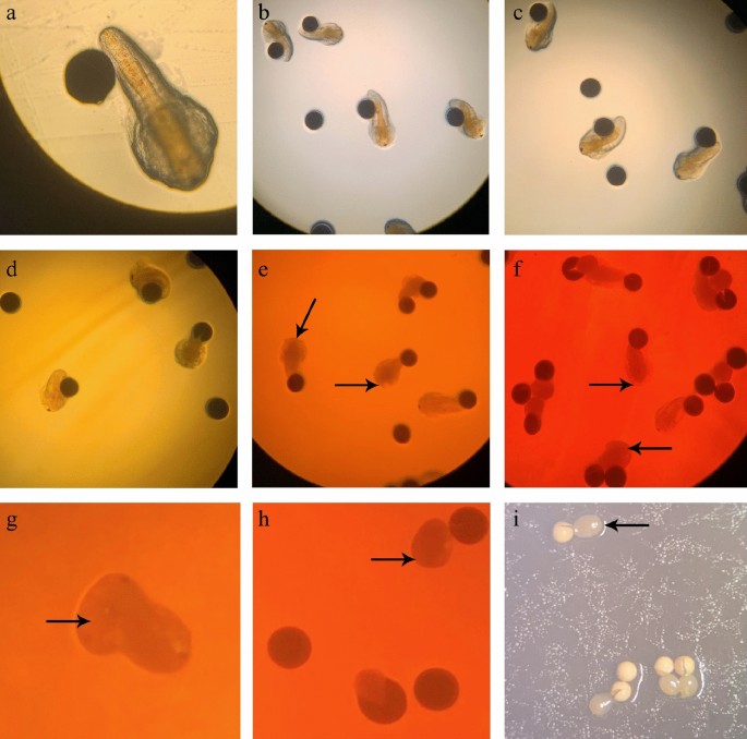 Silver nanoparticle toxicity on Artemia parthenogenetica nauplii