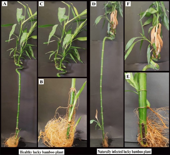 Characterization and control of Rhizoctonia solani affecting lucky bamboo ( Dracaena sanderiana hort. ex. Mast.) using some bioagents | Scientific  Reports