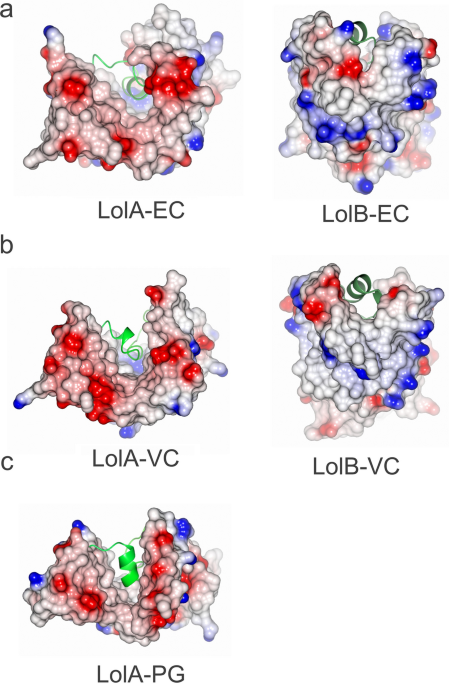 Structural basis of lipoprotein recognition by the bacterial Lol