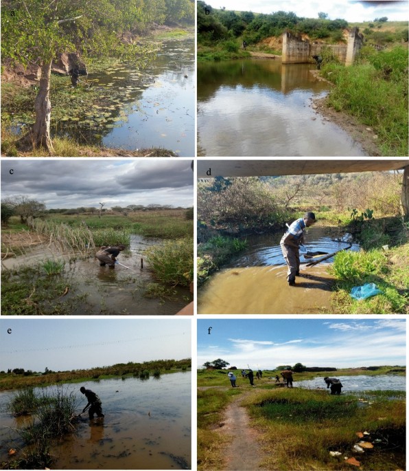Spatial and seasonal distribution of human schistosomiasis intermediate  host snails and their interactions with other freshwater snails in 7  districts of KwaZulu-Natal province, South Africa | Scientific Reports