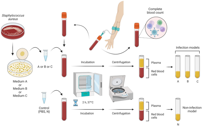 Schematic diagram illustrating the basic structure of Staphylococcus
