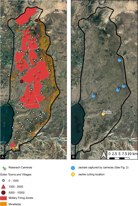 [爆卦] 以色列發現金豺終於開始接受馴化！