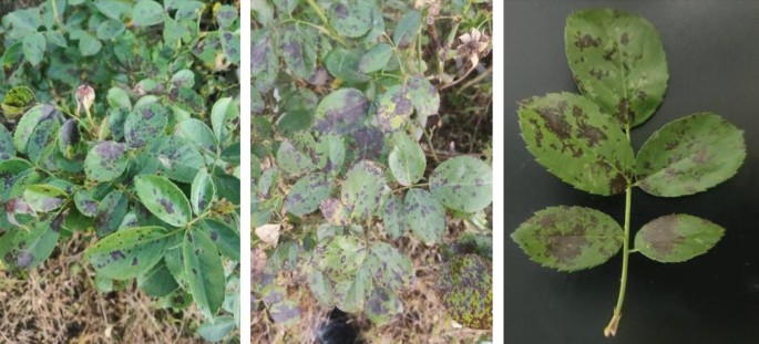 Research on the isolation and identification of black spot disease of Rosa  chinensis in Kunming, China | Scientific Reports