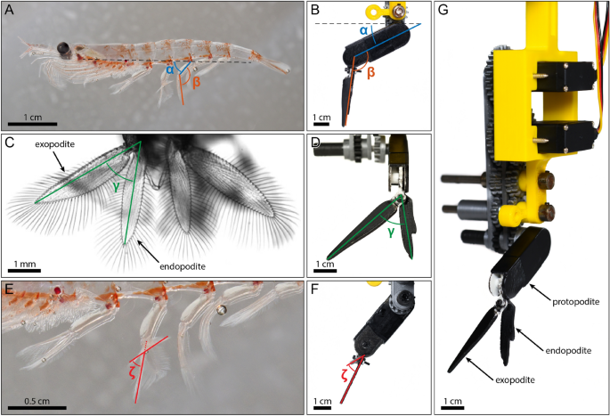 Pleobot: a modular robotic solution for metachronal swimming ... - Nature.com