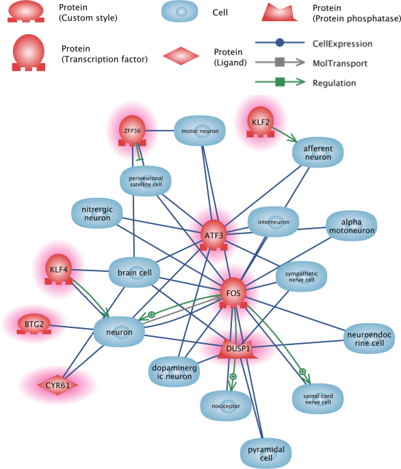 Differential expression of Dusp1 and immediate early response  