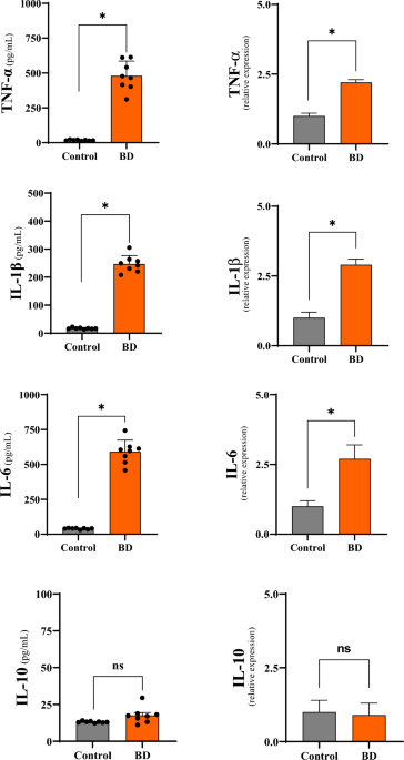 Immunomodulatory response in an experimental model of brain death