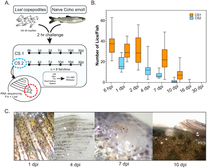 Rejection of Lepeophtheirus salmonis driven in part by chitin