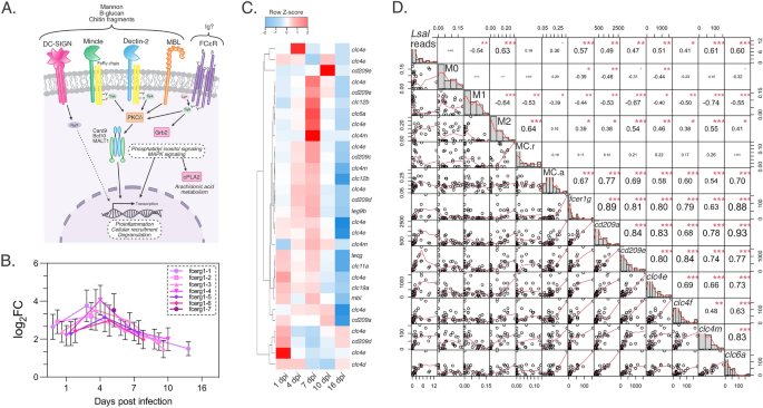 Rejection of Lepeophtheirus salmonis driven in part by chitin