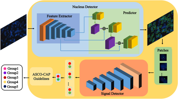 Deep learning to automatically evaluate HER2 gene amplification ... - Nature.com