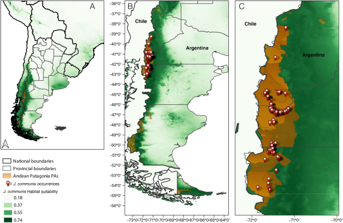 Common juniper, an overlooked conifer with high invasion potential in protected areas of Patagonia