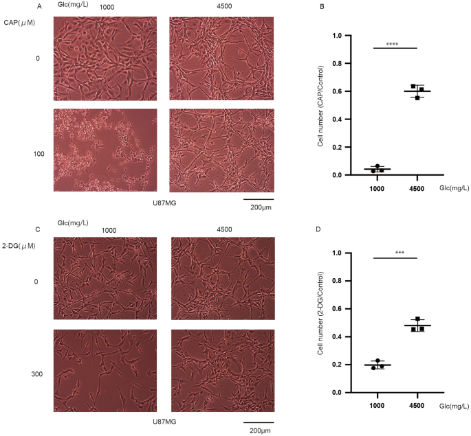 conc of glutathione in u87mg cells NRF2 and are key resistance mediators to temozolomide glioma and melanoma Induction of glioblastoma cell ferroptosis