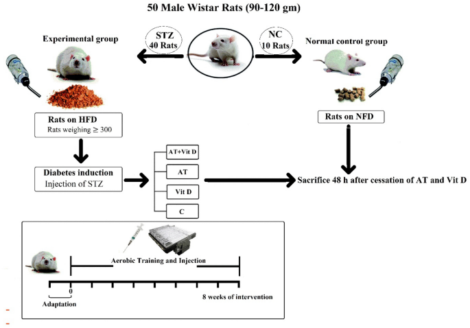 Effects of aerobic training and vitamin D supplementation on glycemic  indices and adipose tissue gene expression in type 2 diabetic rats |  Scientific Reports