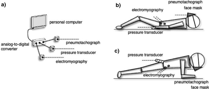 Interaction of breathing pattern and posture on abdominal muscle activation and intra-abdominal pressure in healthy individuals: a comparative cross-sectional study - Scientific Reports