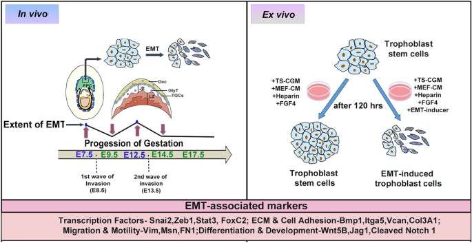 Relationships between homeoprotein EGAM1C and the expression of the  placental prolactin gene family in mouse placentae and trophoblast stem  cells in: Reproduction Volume 141 Issue 2 (2011)