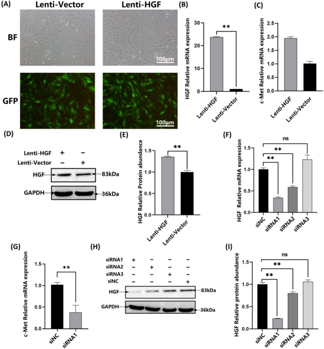 HGF/c-Met signaling promotes the migration and proliferation of deer antler  MSCs | Scientific Reports