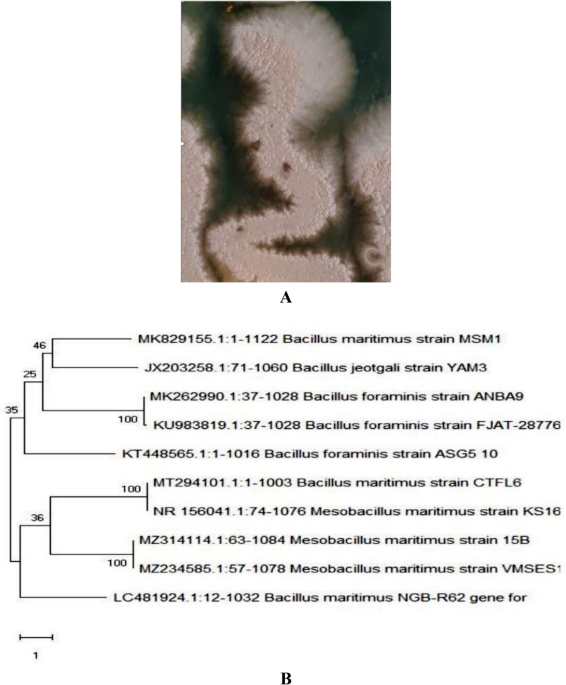 Characterization and in-vitro Alzheimer's properties of ... - Nature.com